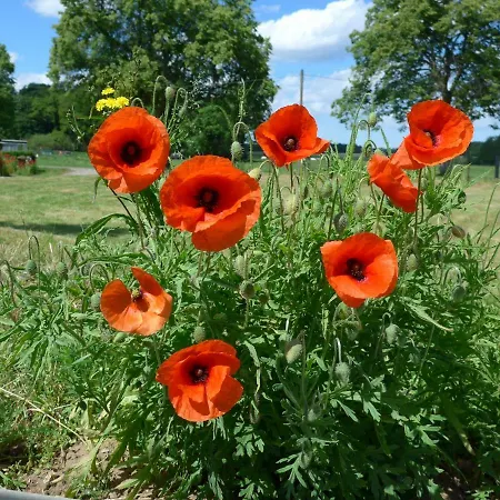 بيت للعطل Haus Charenza *