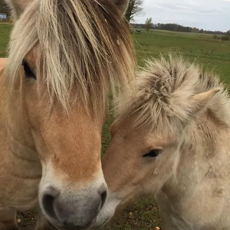 بيت للعطل Haus Charenza Garz (Rugen)
